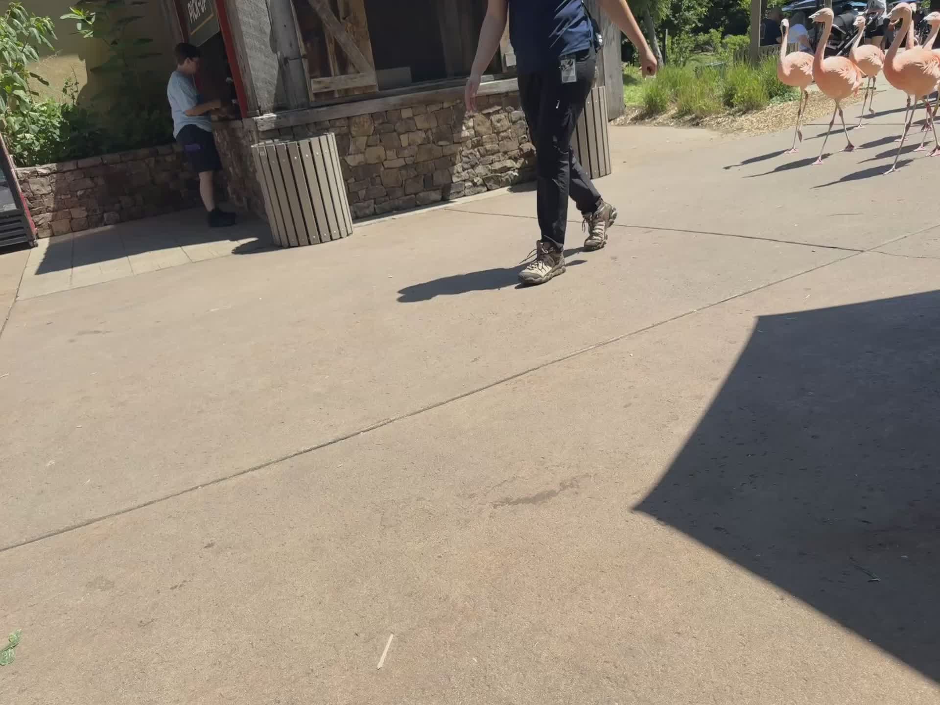 Video of flamingos walking through Nashville Zoo.